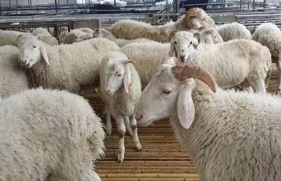 肉羊养殖前景广阔 市场趋势与效益分析