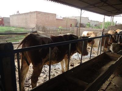 德国牧羊犬价格及养殖信息——以辽宁省昌图县为例