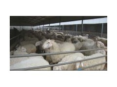 种草养肉牛一头牛犊成本分析