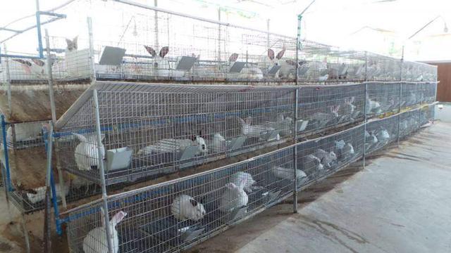 自配饲料 中小型兔场降本增效的必由之路