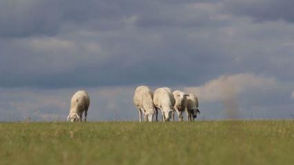 草原上的党课 内蒙古“听党话、感党恩、跟党走”宣传教育走进鄂温克家畜饲养一线