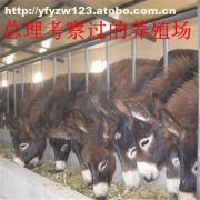 肉牛科学饲养管理技术要点解析