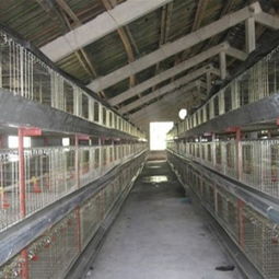 临沂郑旺畜牧机械厂 专业肉鸡笼养技术要点与设备供应商