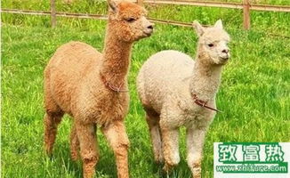 2017年养羊驼赚钱吗？前景与市场价格行情深度解析