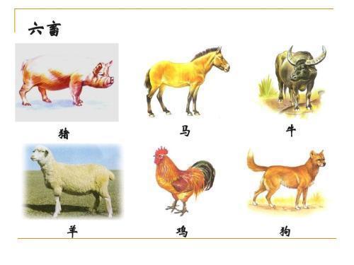 三牲六畜 家禽家畜的传统文化内涵与现代饲养意义