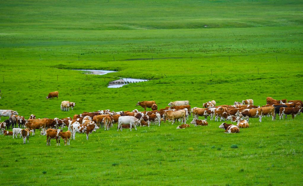 带薪休牧的内蒙古草原 守护绿色屏障，赋能现代畜牧业