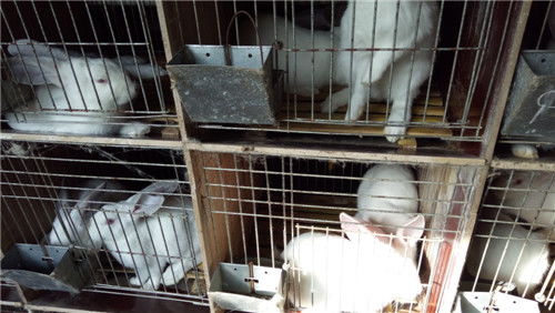 新西兰种兔市场价格 肉类用途的选择与成本分析