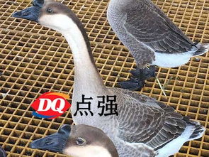 海口家畜养殖玻璃钢格栅 优选环保耐用材料，打造高效饲养环境