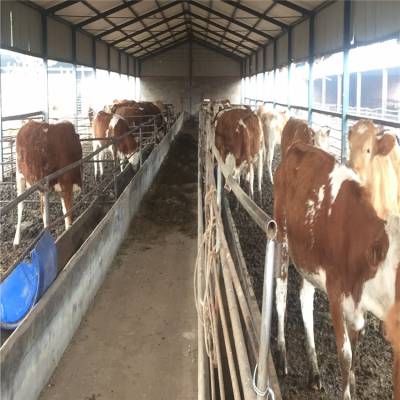 中国肉类供应商的价格优势与厂家的核心价值