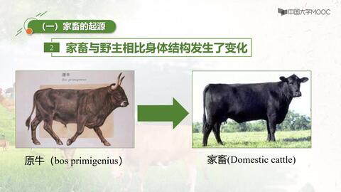 家畜饲养与肉类生产 从牧场到餐桌的现代畜牧之道