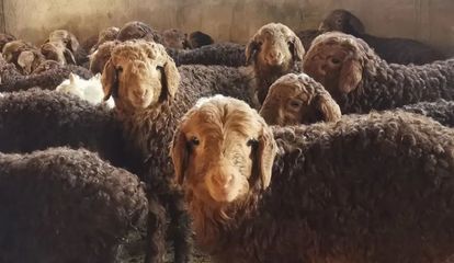 防控一线党旗飘扬 富蕴县全力做好牲畜转场越冬工作 保障肉类供应