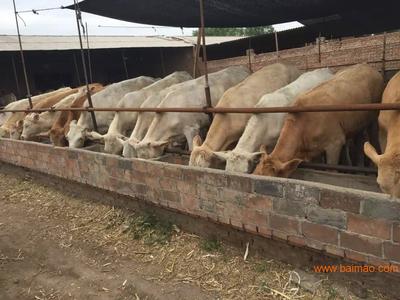 内蒙肉牛养殖基地 家畜饲养的科学实践与产业发展