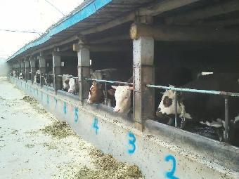 和县养牛业 市场前景分析与养殖要点