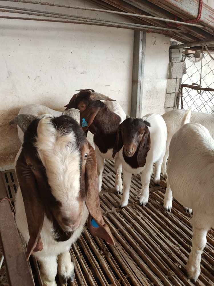 波尔山羊怀孕母羊饲养管理及新手养羊注意事项