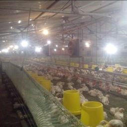 宁津振华温控设备厂 供应耐用的养殖水暖锅炉，助力家畜饲养高效发展