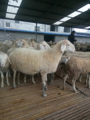 奶山羊养殖场的经营与管理 从家畜饲养到市场推广