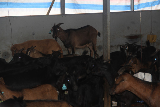 从羊圈到餐桌 肉类生产链的演变与思考