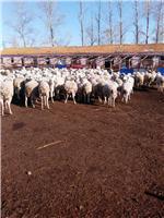 从牧场到餐桌 现代畜牧养殖与肉类生产的绿色之路