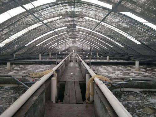 工厂化养殖对虾肠炎综合防控策略与家畜饲养管理的协同启示