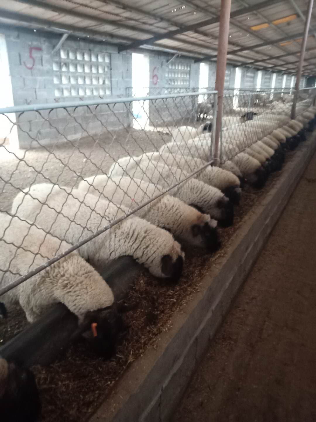 山羊、绵羊与羊羔 从羊场到餐桌的全链条解析