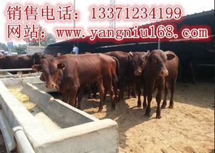 新县肉牛养殖 市场分析与利润前景展望